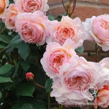 Роза А Шропшир Лэд, Д.Остин кустарниковая