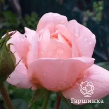 Роза А Шропшир Лэд