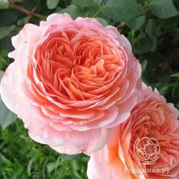 Роза Абрахам Дерби, Д.Остин кустарниковая