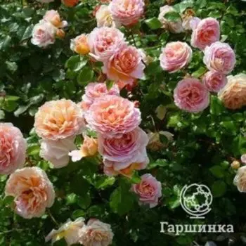 Роза Абрахам Дерби