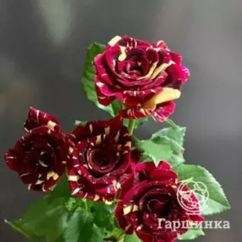 Роза Абракадабра спрей