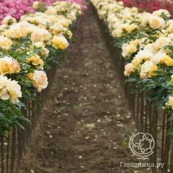 Роза Абсолютли Фаболус на штамбе 90см