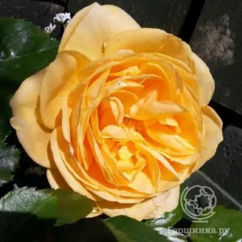 Роза Абсолютли Фабулос/Эннисайд, Викс