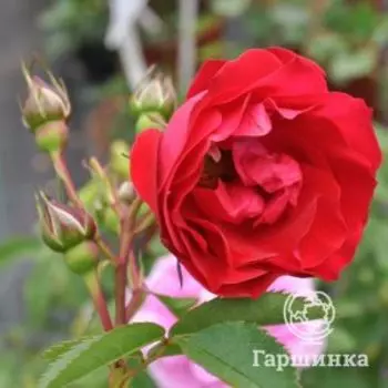 Роза Аделаида Худлесс шраб, Топалович