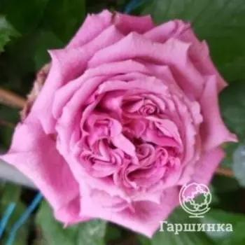 Роза Агнес Шиллигер