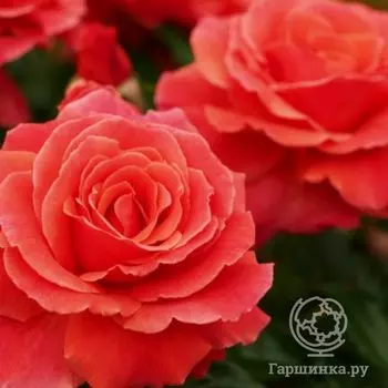 Роза Ай эм Макмиллан, Харкнесс