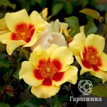 Роза Ай Оф Зе Тайгер, Питомник роз