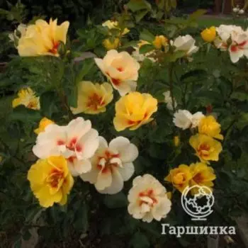 Роза Айконик, Питомник роз