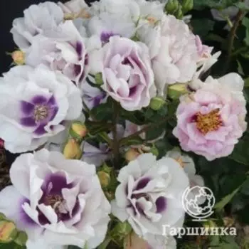 Роза Айс Фо Ю флорибунда
