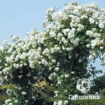 Роза Айсберг, Барни