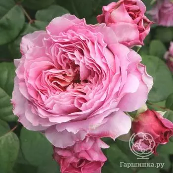 Роза Айсфогель чайно-гибридная