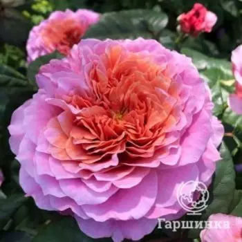 Роза Айсфогель