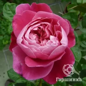 Роза Академия чайно-гибридная