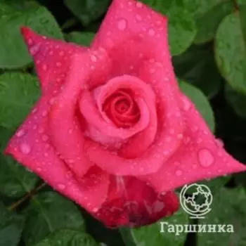 Роза Акапелла чайно-гибридная, Питомник роз