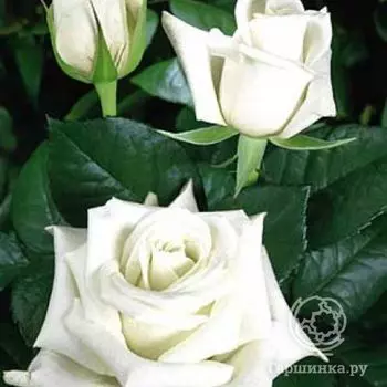 Роза Акито чайно-гибридная, Топалович