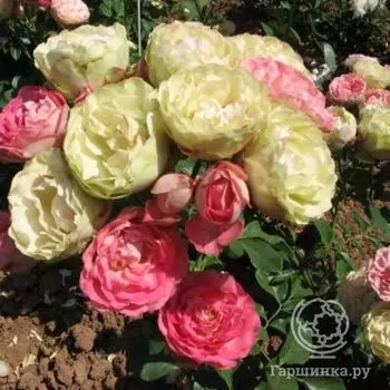 Роза Акрополис флорибунда, Топалович