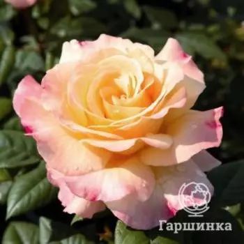 Роза Акварель