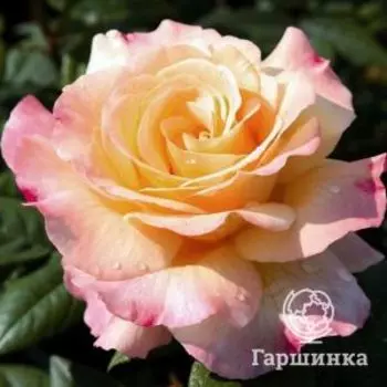 Роза Акварель чайно-гибридная, Топалович