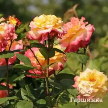 Роза Акварель чайно-гибридная