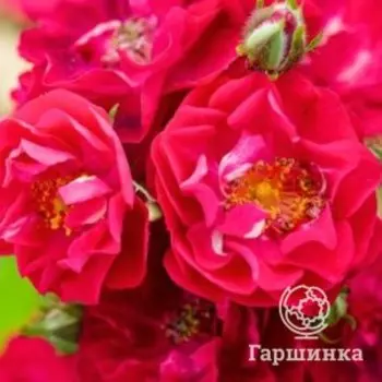 Роза Альберих спрей