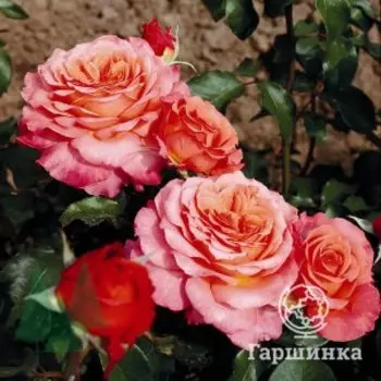 Роза Альбрехт Дюрер чайно-гибридная, Питомник роз