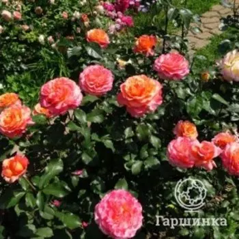 Роза Альбрехт Дюрер