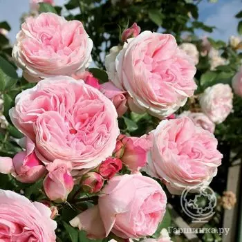 Роза Альков плетистая, Imperial Rose