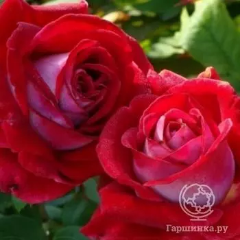 Роза Альянс чайно-гибридная, Imperial Rose