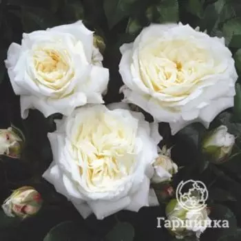 Роза Алабастер