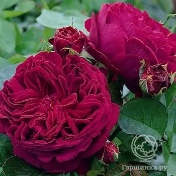 Роза Алан Сушон чайно-гибридная, Топалович