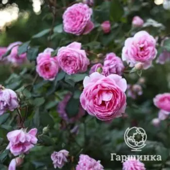 Роза Алан Титчмарш, Питомник роз