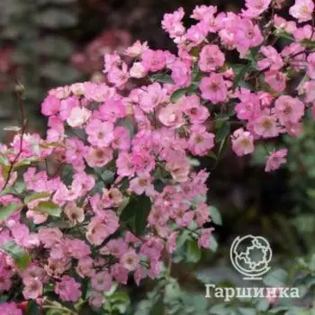 Роза Алден Бисен, Питомник роз