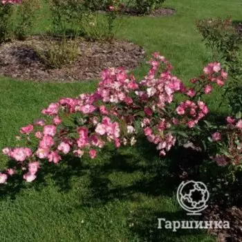 Роза Алден Бисен