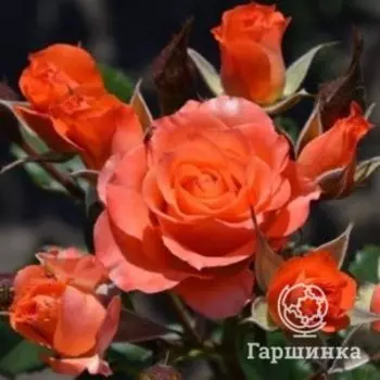 Роза Алегрия