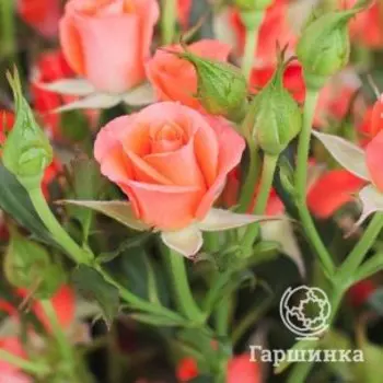 Роза Алегрия