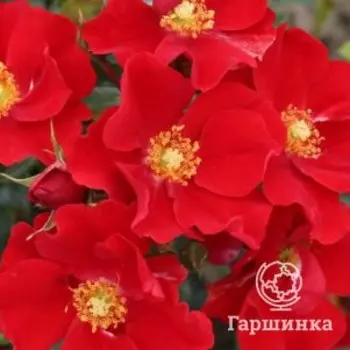 Роза Александр Фон Гумбольт