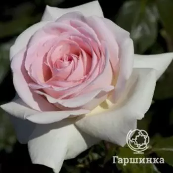 Роза Александр Пушкин чайно-гибридная