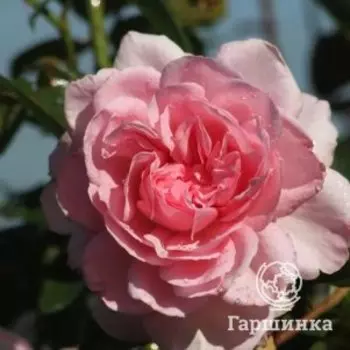 Роза Александра - Принцесса Люксембургская