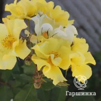 Роза Али Дорате флорибунда, Барни