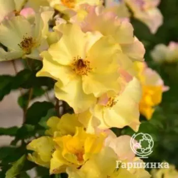 Роза Али Дорате, Питомник роз Тимофей