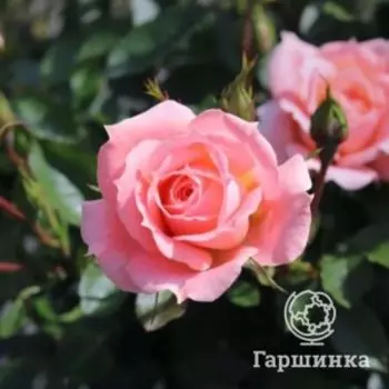 Роза Алибаба