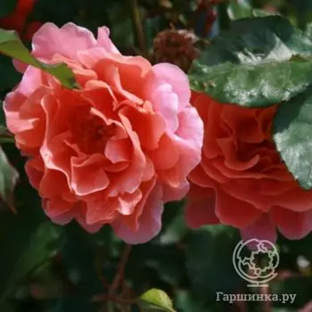 Роза Алибаба, Ворнер