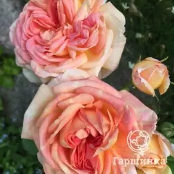 Роза Алкимист кустарниковая, Кордес