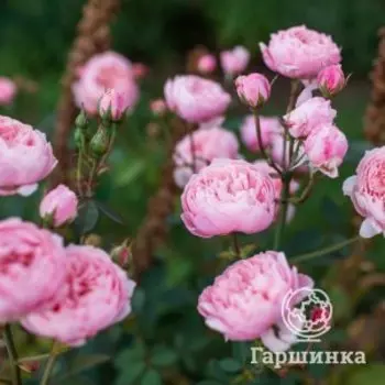 Роза Алнвик Роуз кустарниковая, Питомник роз