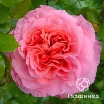 Роза Алоха плетистая