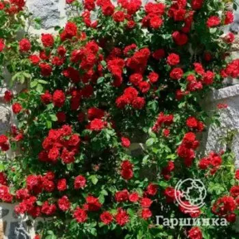 Роза Амадеус