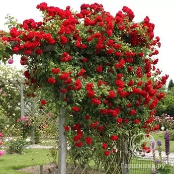 Роза Амадеус плетистая, Топалович