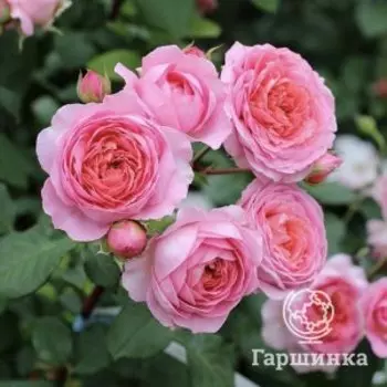 Роза Амандин Шанель