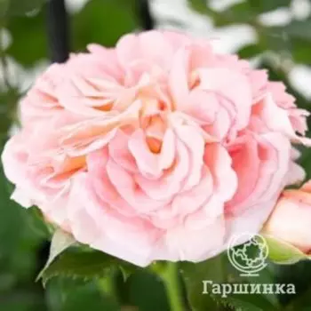 Роза Амаретто флорибунда, Воронежский питомник роз