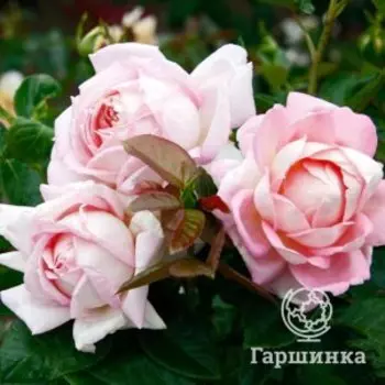 Роза Амазинг Грейс чайно-гибридная, Воронежский питомник роз